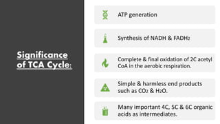 Significance
of TCA Cycle:
ATP generation
Synthesis of NADH & FADH2
Complete & final oxidation of 2C acetyl
CoA in the aerobic respiration.
Simple & harmless end products
such as CO2 & H2O.
Many important 4C, 5C & 6C organic
acids as intermediates.
 