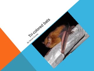 Tri-colored
bats
By: Daniel Tum
ulty
 