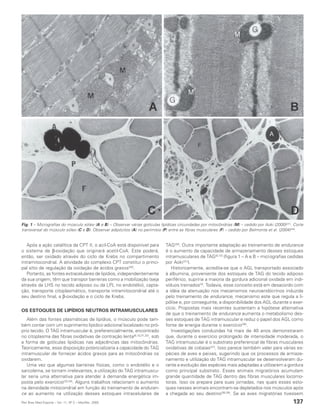Fig. 1 – Micrografias do músculo sóleo (A e B) – Observar várias gotículas lipídicas circundadas por mitocôndrias (M) – cedido por Aoki (2000) (31). Corte
transversal do músculo sóleo (C e D). Observar adipócitos (A) no perimísio (P) entre as fibras musculares (F) – cedido por Belmonte et al. (2004)(54).


   Após a ação catalítica da CPT II, o acil-CoA está disponível para          TAG(35). Outra importante adaptação ao treinamento de endurance
o sistema de β-oxidação que originará acetil-CoA. Este poderá,                é o aumento da capacidade de armazenamento desses estoques
então, ser oxidado através do ciclo de Krebs no compartimento                 intramusculares de TAG(8,10) (figura 1 – A e B – micrografias cedidas
intramitocondrial. A atividade do complexo CPT constitui o princi-            por Aoki(31)).
pal sítio de regulação da oxidação de ácidos graxos(30).                         Historicamente, acredita-se que o AGL transportado associado
   Portanto, as fontes extracelulares de lipídios, independentemente          à albumina, proveniente dos estoques de TAG do tecido adiposo
da sua origem, têm que transpor barreiras como a mobilização (seja            periférico, supriria a maioria da gordura adicional oxidada em indi-
através da LHS no tecido adiposo ou da LPL no endotélio), capta-              víduos treinados(3). Todavia, esse conceito está em desacordo com
ção, transporte citoplasmático, transporte intramitocondrial até o            a idéia da atenuação nos mecanismos neuroendócrinos induzida
seu destino final, a β-oxidação e o ciclo de Krebs.                           pelo treinamento de endurance, mecanismo este que regula a li-
                                                                              pólise e, por conseguinte, a disponibilidade dos AGL durante o exer-
                                                                              cício. Propostas mais recentes sustentam a hipótese alternativa
OS ESTOQUES DE LIPÍDIOS NEUTROS INTRAMUSCULARES
                                                                              de que o treinamento de endurance aumenta o metabolismo des-
   Além das fontes plasmáticas de lipídios, o músculo pode tam-               ses estoques de TAG intramuscular e reduz o papel dos AGL como
bém contar com um suprimento lipídico adicional localizado no pró-            fonte de energia durante o exercício(36).
prio tecido. O TAG intramuscular é, preferencialmente, encontrado                Investigações conduzidas há mais de 40 anos demonstraram
no citoplasma das fibras oxidativas de contração lenta(8,10,31,32), sob       que, durante o exercício prolongado de intensidade moderada, o
a forma de gotículas lipídicas nas adjacências das mitocôndrias.              TAG intramuscular é o substrato preferencial de fibras musculares
Teoricamente, essa disposição potencializaria a capacidade do TAG             oxidativas de cobaias(37). Isso parece também valer para várias es-
intramuscular de fornecer ácidos graxos para as mitocôndrias os               pécies de aves e peixes, sugerindo que os processos de armaze-
oxidarem.                                                                     namento e utilização do TAG intramuscular se desenvolveram du-
   Uma vez que algumas barreiras físicas, como o endotélio e o                rante a evolução das espécies mais adaptadas a utilizarem a gordura
sarcolema, se tornam irrelevantes, a utilização do TAG intramuscu-            como principal substrato. Esses animais migratórios acumulam
lar seria uma alternativa para atender à demanda energética im-               grande quantidade de TAG dentro das fibras musculares locomo-
posta pelo exercício(33,34). Alguns trabalhos relacionam o aumento            toras. Isso os prepara para suas jornadas, nas quais esses esto-
na densidade mitocondrial em função do treinamento de enduran-                ques nesses animais encontram-se depletados nos músculos após
ce ao aumento na utilização desses estoques intracelulares de                 a chegada ao seu destino(38,39). Se as aves migratórias tivessem
Rev Bras Med Esporte _ Vol. 11, Nº 2 – Mar/Abr, 2005                                                                                                137
 