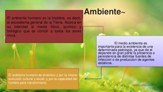 Triada ecológica