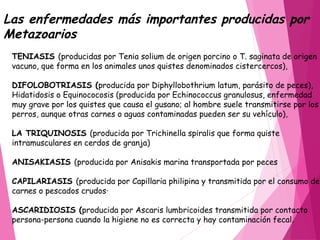 TENIASIS (producidas por Tenia solium de origen porcino o T. saginata de origen
vacuno, que forma en los animales unos quistes denominados cistercercos),
DIFOLOBOTRIASIS (producida por Diphyllobothrium latum, parásito de peces),
Hidatidosis o Equinococosis (producida por Echinococcus granulosus, enfermedad
muy grave por los quistes que causa el gusano; al hombre suele transmitirse por los
perros, aunque otras carnes o aguas contaminadas pueden ser su vehículo),
LA TRIQUINOSIS (producida por Trichinella spiralis que forma quiste
intramusculares en cerdos de granja)
ANISAKIASIS (producida por Anisakis marina transportada por peces
CAPILARIASIS (producida por Capillaria philipina y transmitida por el consumo de
carnes o pescados crudos·
ASCARIDIOSIS (producida por Ascaris lumbricoides transmitida por contacto
persona-persona cuando la higiene no es correcta y hay contaminación fecal.
Las enfermedades más importantes producidas por
Metazoarios
 