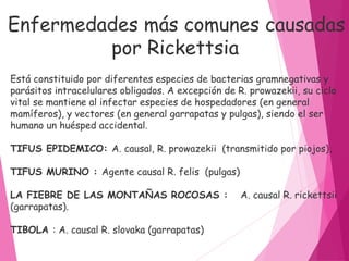 Está constituido por diferentes especies de bacterias gramnegativas y
parásitos intracelulares obligados. A excepción de R. prowazekii, su ciclo
vital se mantiene al infectar especies de hospedadores (en general
mamíferos), y vectores (en general garrapatas y pulgas), siendo el ser
humano un huésped accidental. 
TIFUS EPIDEMICO: A. causal, R. prowazekii (transmitido por piojos),
TIFUS MURINO : Agente causal R. felis (pulgas)
LA FIEBRE DE LAS MONTAÑAS ROCOSAS : A. causal R. rickettsii
(garrapatas).
TIBOLA : A. causal R. slovaka (garrapatas)
Enfermedades más comunes causadas
por Rickettsia
 