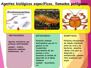 .
Agentes biológicos específicos, llamados patógenos
 