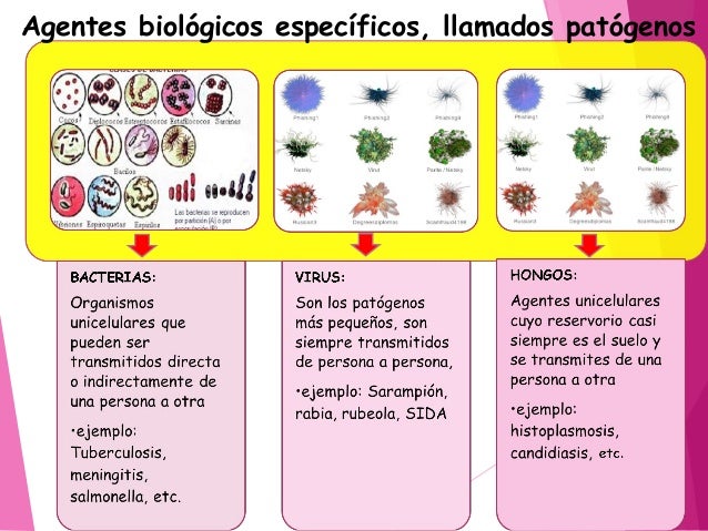 Triada ecologica