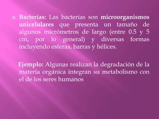 Bacterias: Las bacterias son microorganismos unicelulares que presenta un tamaño de algunos micrómetros de largo (entre 0.5 y 5 cm, por lo general) y diversas formas incluyendo esferas, barras y hélices.     Ejemplo: Algunas realizan la degradación de la materia orgánica integran su metabolismo con el de los seres humanos