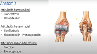 Muñeca en ligera extensión de 25 a 30°
Se recomienda inmovilizar las intefalángicas proximales y
distales en extensión; en esta posición los ligamentos
colaterales y la placa volar estén en máxima longitud, y así
es mas fácil y predecible la rehabilitación
Codo en 90°, excepto si hay una fractura
desplazada del codo, en cuyo caso se inmoviliza
en semiflexion
 