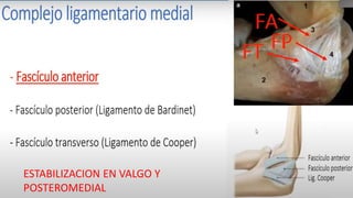 • Cubrirprominenciasoseasconalgodónparaevitarulcerasporpresión.
• Evitarcontactodelyeso conlapiel,paraevitarquemadurasde2grado.
• Sostenerlaférulahastaquefragüen.
• Mínimo14capasporférula,tantoparamiembrosinferiorescomosuperiores.
• Abarcamientodel60%delacircunferenciao¾partes.
• Inmovilizarunaarticulaciónporencimayotrapordebajo.
PRINCIPIOS BASICOS
Articulación MTCF libre
ESTABILIZACION EN VALGO Y
POSTEROMEDIAL
 