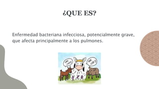 ¿QUE ES?
Enfermedad bacteriana infecciosa, potencialmente grave,
que afecta principalmente a los pulmones.