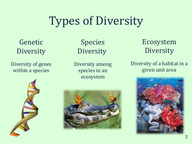 Biodiversity Is The Variety Of Organisms Within