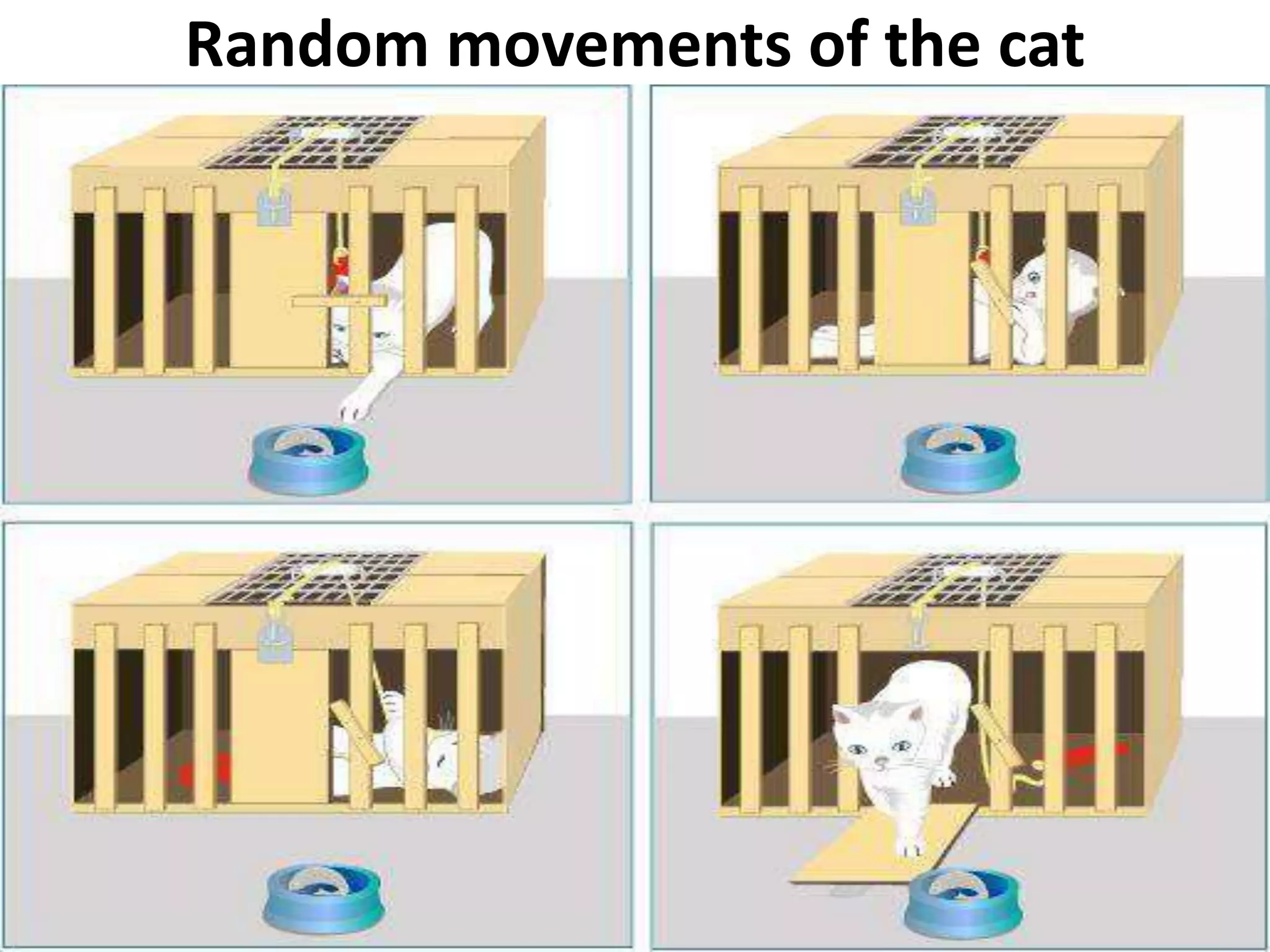 Random movements of the cat
 