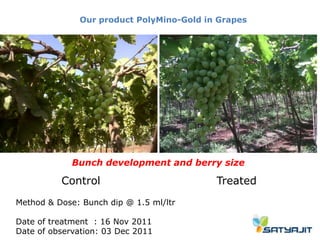 Our product PolyMino-Gold in Grapes




             Bunch development and berry size

          Control                         Treated
Method & Dose: Bunch dip @ 1.5 ml/ltr

Date of treatment : 16 Nov 2011
Date of observation: 03 Dec 2011
 