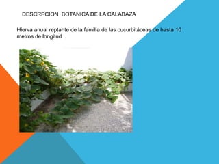 DESCRPCION BOTANICA DE LA CALABAZA
Hierva anual reptante de la familia de las cucurbitáceas de hasta 10
metros de longitud .

 