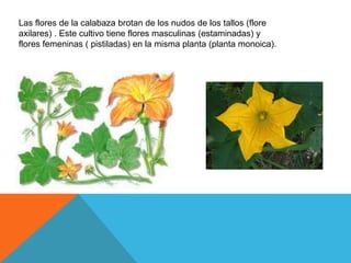 Las flores de la calabaza brotan de los nudos de los tallos (flore
axilares) . Este cultivo tiene flores masculinas (estaminadas) y
flores femeninas ( pistiladas) en la misma planta (planta monoica).

 