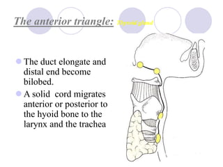 triangeles_of_the_neck human anatomy.ppt