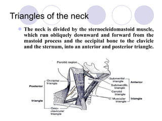 Triangles of the neck
 The neck is divided by the sternocleidomastoid muscle,
which run obliquely downward and forward from the
mastoid process and the occipital bone to the clavicle
and the sternum, into an anterior and posterior triangle.
 