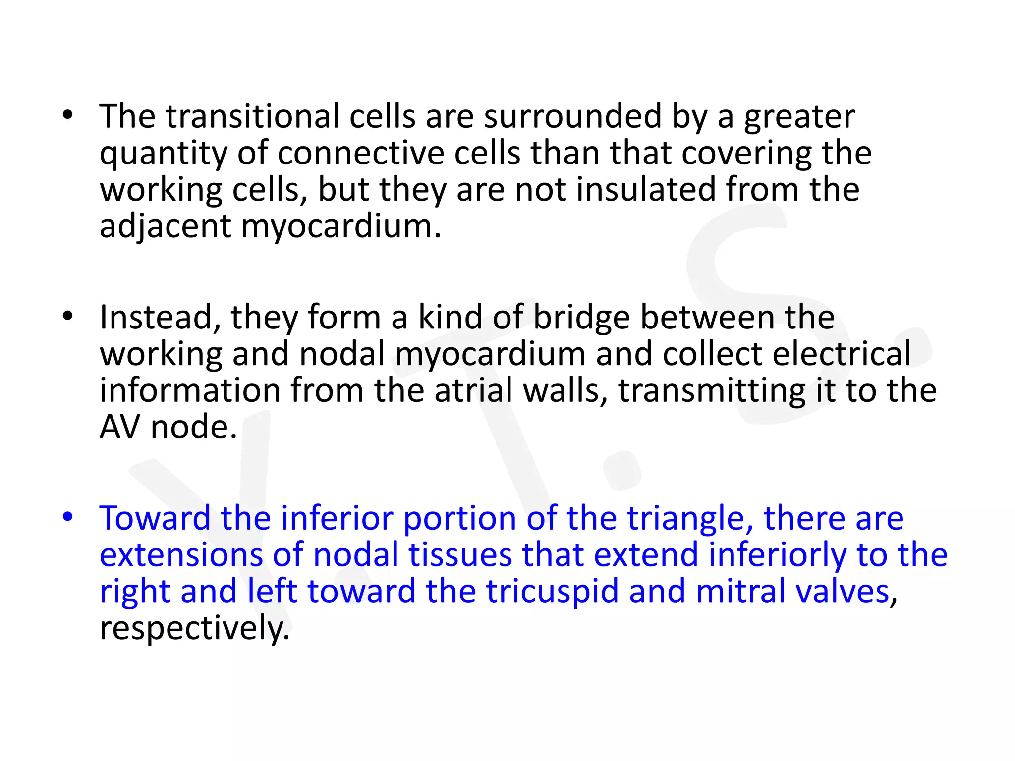 • The transitional cells are surrounded by a greater
quantity of connective cells than that covering the
working cells, but they are not insulated from the
adjacent myocardium.
• Instead, they form a kind of bridge between the
working and nodal myocardium and collect electrical
information from the atrial walls, transmitting it to the
AV node.
• Toward the inferior portion of the triangle, there are
extensions of nodal tissues that extend inferiorly to the
right and left toward the tricuspid and mitral valves,
respectively.
 