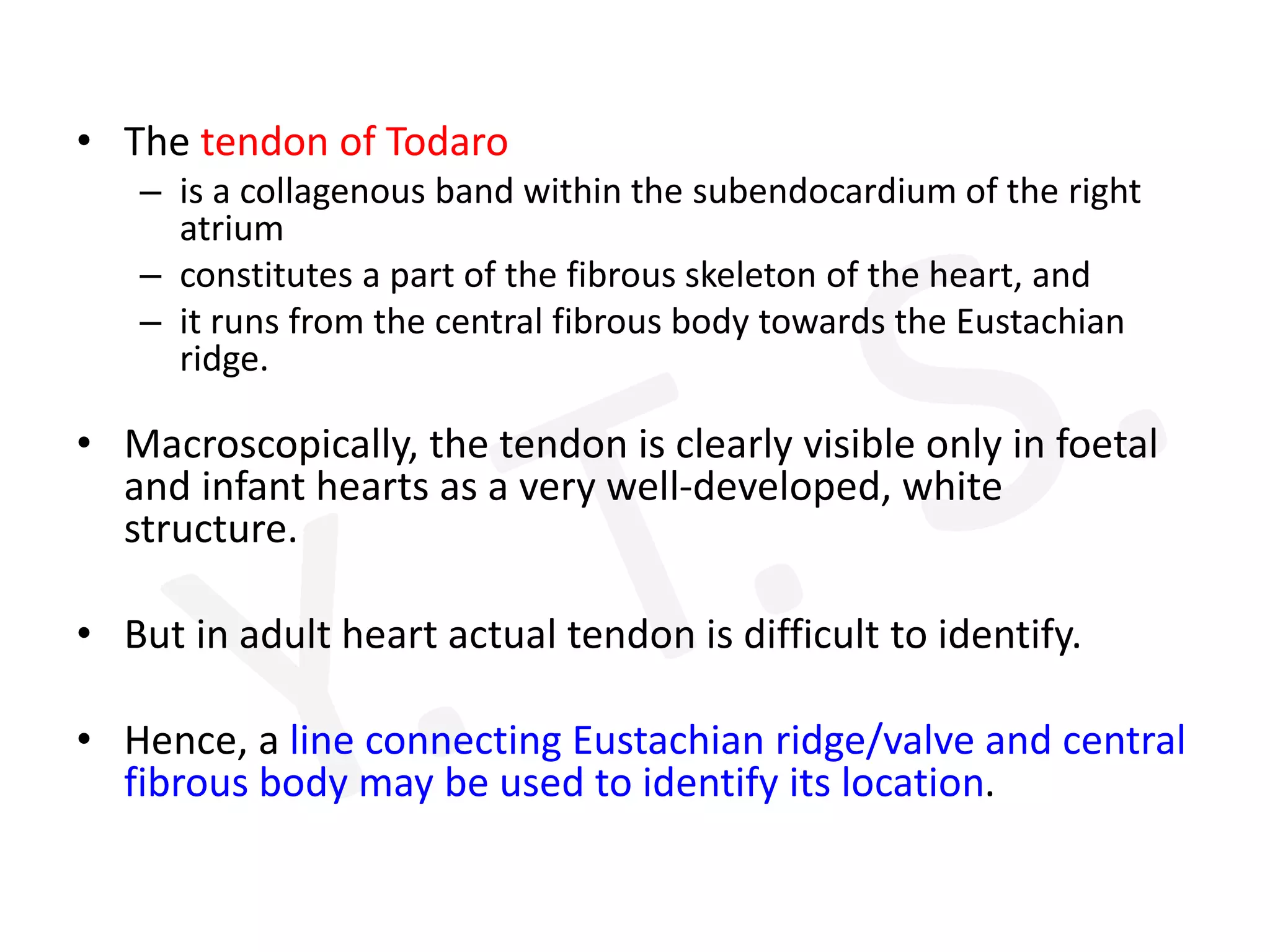 • The tendon of Todaro
– is a collagenous band within the subendocardium of the right
atrium
– constitutes a part of the fibrous skeleton of the heart, and
– it runs from the central fibrous body towards the Eustachian
ridge.
• Macroscopically, the tendon is clearly visible only in foetal
and infant hearts as a very well-developed, white
structure.
• But in adult heart actual tendon is difficult to identify.
• Hence, a line connecting Eustachian ridge/valve and central
fibrous body may be used to identify its location.
 