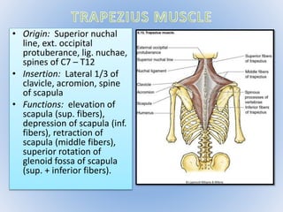 • Origin: Superior nuchal 
line, ext. occipital 
protuberance, lig. nuchae, 
spines of C7 – T12 
• Insertion: Lateral 1/3 of 
clavicle, acromion, spine 
of scapula 
• Functions: elevation of 
scapula (sup. fibers), 
depression of scapula (inf. 
fibers), retraction of 
scapula (middle fibers), 
superior rotation of 
glenoid fossa of scapula 
(sup. + inferior fibers). 
 