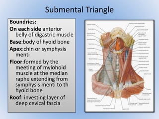 Submental Triangle 
Boundries: 
On each side anterior 
belly of digastric muscle 
Base:body of hyoid bone 
Apex:chin or symphysis 
menti 
Floor:formed by the 
meeting of mylohoid 
muscle at the median 
raphe extending from 
symphysis menti to th 
hyoid bone 
Roof: investing layer of 
deep cevical fascia 
 