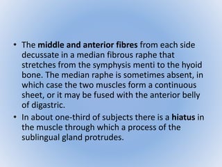 • The middle and anterior fibres from each side 
decussate in a median fibrous raphe that 
stretches from the symphysis menti to the hyoid 
bone. The median raphe is sometimes absent, in 
which case the two muscles form a continuous 
sheet, or it may be fused with the anterior belly 
of digastric. 
• In about one-third of subjects there is a hiatus in 
the muscle through which a process of the 
sublingual gland protrudes. 
 