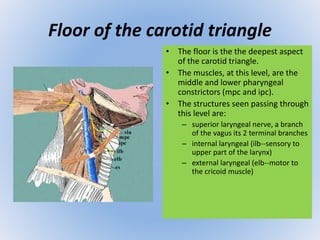 Floor of the carotid triangle 
• The floor is the the deepest aspect 
of the carotid triangle. 
• The muscles, at this level, are the 
middle and lower pharyngeal 
constrictors (mpc and ipc). 
• The structures seen passing through 
this level are: 
– superior laryngeal nerve, a branch 
of the vagus its 2 terminal branches 
– internal laryngeal (ilb--sensory to 
upper part of the larynx) 
– external laryngeal (elb--motor to 
the cricoid muscle) 
 