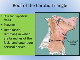 Roof of the Carotid Triangle 
• Skin and superficial 
fascia 
• Platysma 
• Deep fascia; 
ramifying in which 
are branches of the 
facial and cutaneous 
cervical nerves. 
 