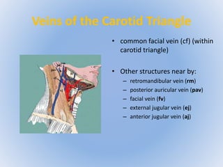 Veins of the Carotid Triangle 
• common facial vein (cf) (within 
carotid triangle) 
• Other structures near by: 
– retromandibular vein (rm) 
– posterior auricular vein (pav) 
– facial vein (fv) 
– external jugular vein (ej) 
– anterior jugular vein (aj) 
 