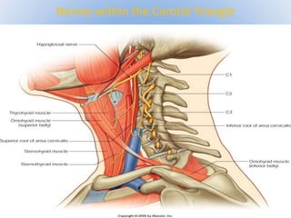 Nerves within the Carotid Triangle 
 