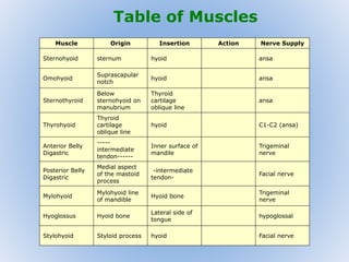 Table of Muscles 
Muscle Origin Insertion Action Nerve Supply 
Sternohyoid sternum hyoid ansa 
Omohyoid 
Suprascapular 
notch 
hyoid ansa 
Sternothyroid 
Below 
sternohyoid on 
manubrium 
Thyroid 
cartilage 
oblique line 
ansa 
Thyrohyoid 
Thyroid 
cartilage 
oblique line 
hyoid C1-C2 (ansa) 
Anterior Belly 
Digastric 
----- 
intermediate 
tendon------ 
Inner surface of 
mandile 
Trigeminal 
nerve 
Posterior Belly 
Digastric 
Medial aspect 
of the mastoid 
process 
-intermediate 
tendon- 
Facial nerve 
Mylohyoid 
Mylohyoid line 
of mandible 
Hyoid bone 
Trigeminal 
nerve 
Hyoglossus Hyoid bone 
Lateral side of 
tongue 
hypoglossal 
Stylohyoid Styloid process hyoid Facial nerve 
 