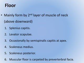 Floor 
• Mainly form by 2nd layer of muscle of neck 
(above downward) 
1. Splenius capitis. 
2. Levator scapulae. 
3. Occasionally by semispinalis capitis at apex. 
4. Scaleneus medius. 
5. Scaleneus posterior. 
6. Muscular floor is carpeted by preverterbral facia. 
 