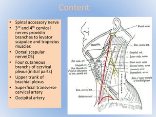 Content 
• Spinal accessory nerve 
• 3rd and 4th cervical 
nerves providin 
branches to levator 
scapulae and trapezius 
muscles 
• Dorsal scapular 
nerve(C5) 
• Four cutaneous 
branchs of cervical 
plexus(initial parts) 
• Upper trunk of 
brachial plexus 
• Superficial transverse 
cervical artery 
• Occipital artery 
 