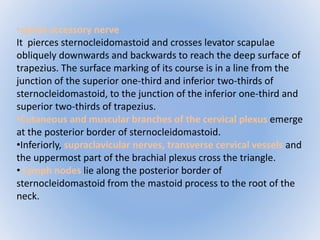 •spinal accessory nerve 
It pierces sternocleidomastoid and crosses levator scapulae 
obliquely downwards and backwards to reach the deep surface of 
trapezius. The surface marking of its course is in a line from the 
junction of the superior one-third and inferior two-thirds of 
sternocleidomastoid, to the junction of the inferior one-third and 
superior two-thirds of trapezius. 
•Cutaneous and muscular branches of the cervical plexus emerge 
at the posterior border of sternocleidomastoid. 
•Inferiorly, supraclavicular nerves, transverse cervical vessels and 
the uppermost part of the brachial plexus cross the triangle. 
• Lymph nodes lie along the posterior border of 
sternocleidomastoid from the mastoid process to the root of the 
neck. 
 