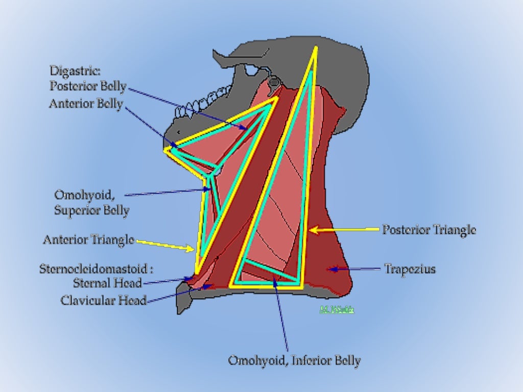 Triangle of neck