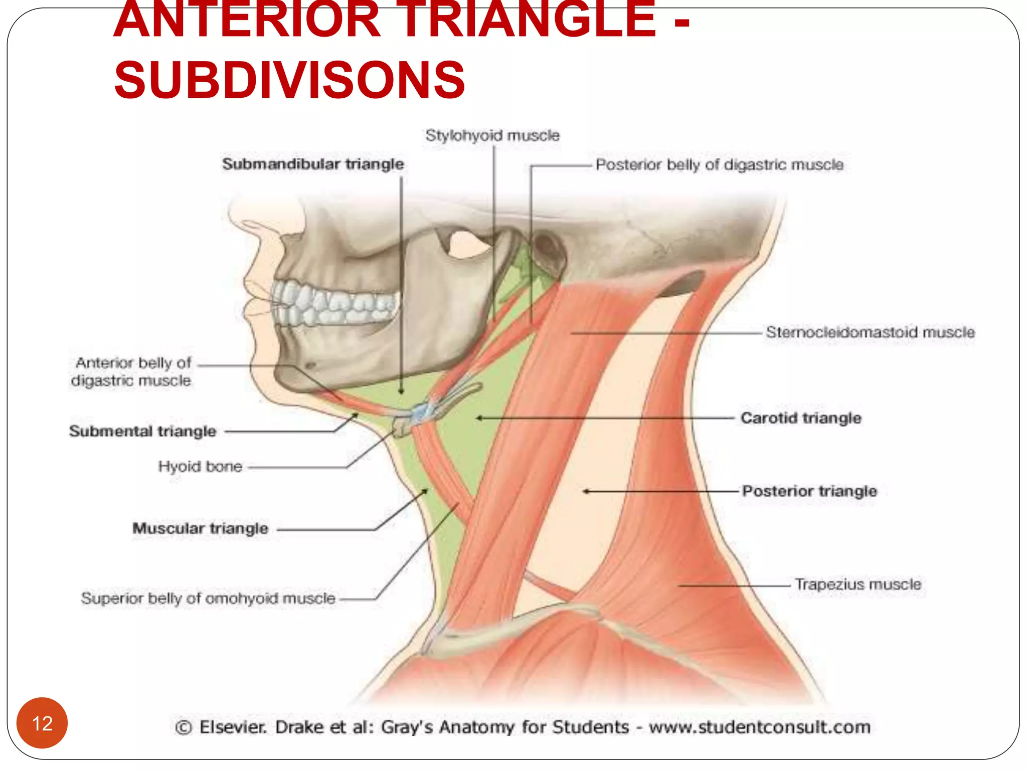 TRIANGLES OF NECK - BY DR. JUVERIA MAJEED MS ENT | PPT