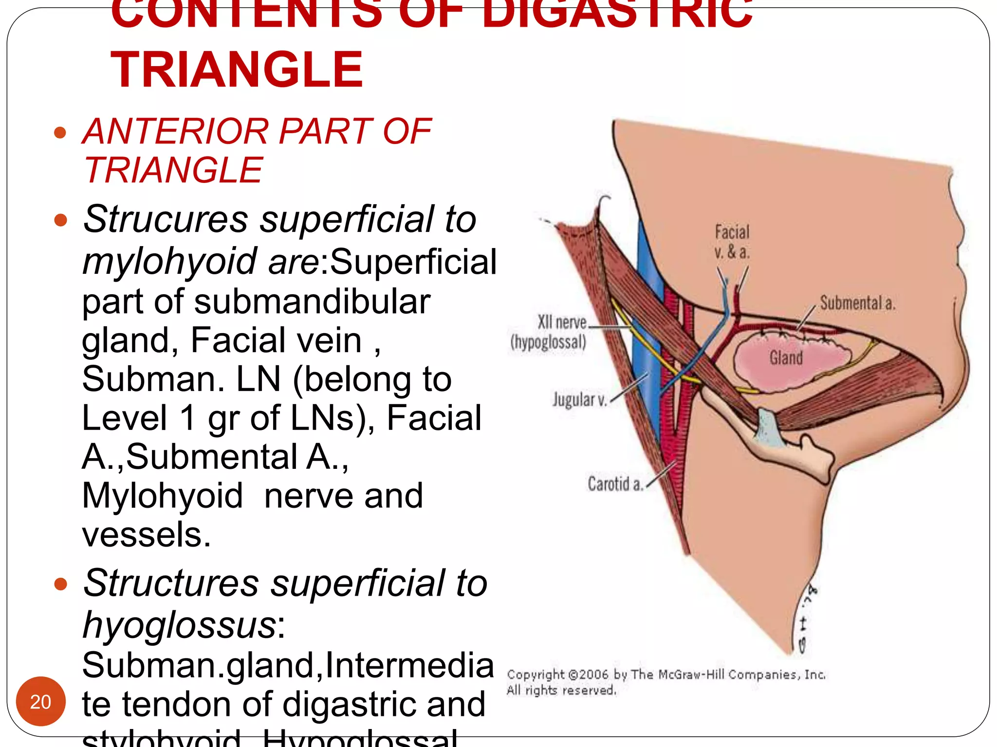TRIANGLES OF NECK - BY DR. JUVERIA MAJEED MS ENT | PPTX