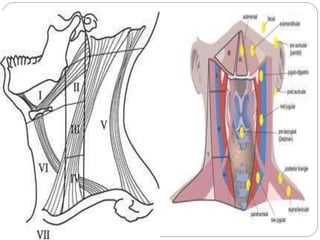 triangles of the neck | ppt Images High Quality Grahic TRIANGLES OF NECK - BY DR. JUVERIA MAJEED MS ENT | PPTX