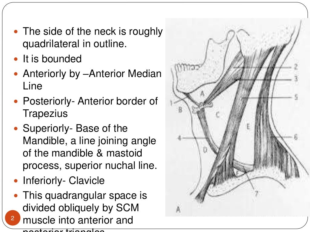 TRIANGLES OF NECK BY DR. JUVERIA MAJEED MS ENT