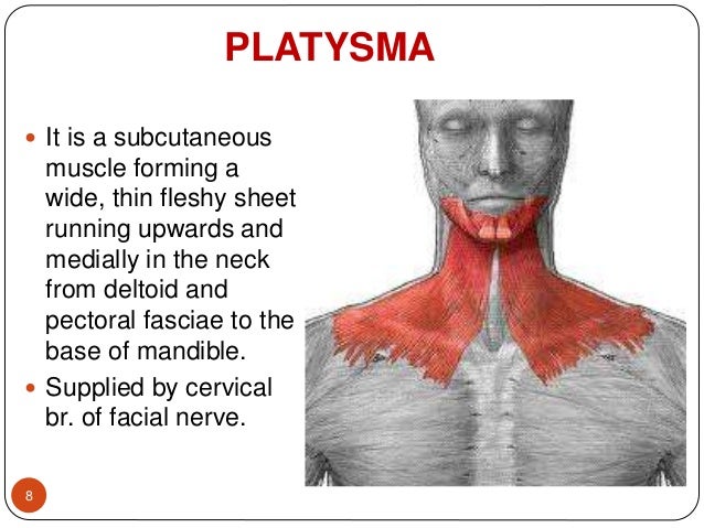 TRIANGLES OF NECK - BY DR. JUVERIA MAJEED MS ENT
