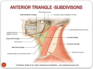 trianglesofneck-150524155308-lva1-app6891 2.pptx