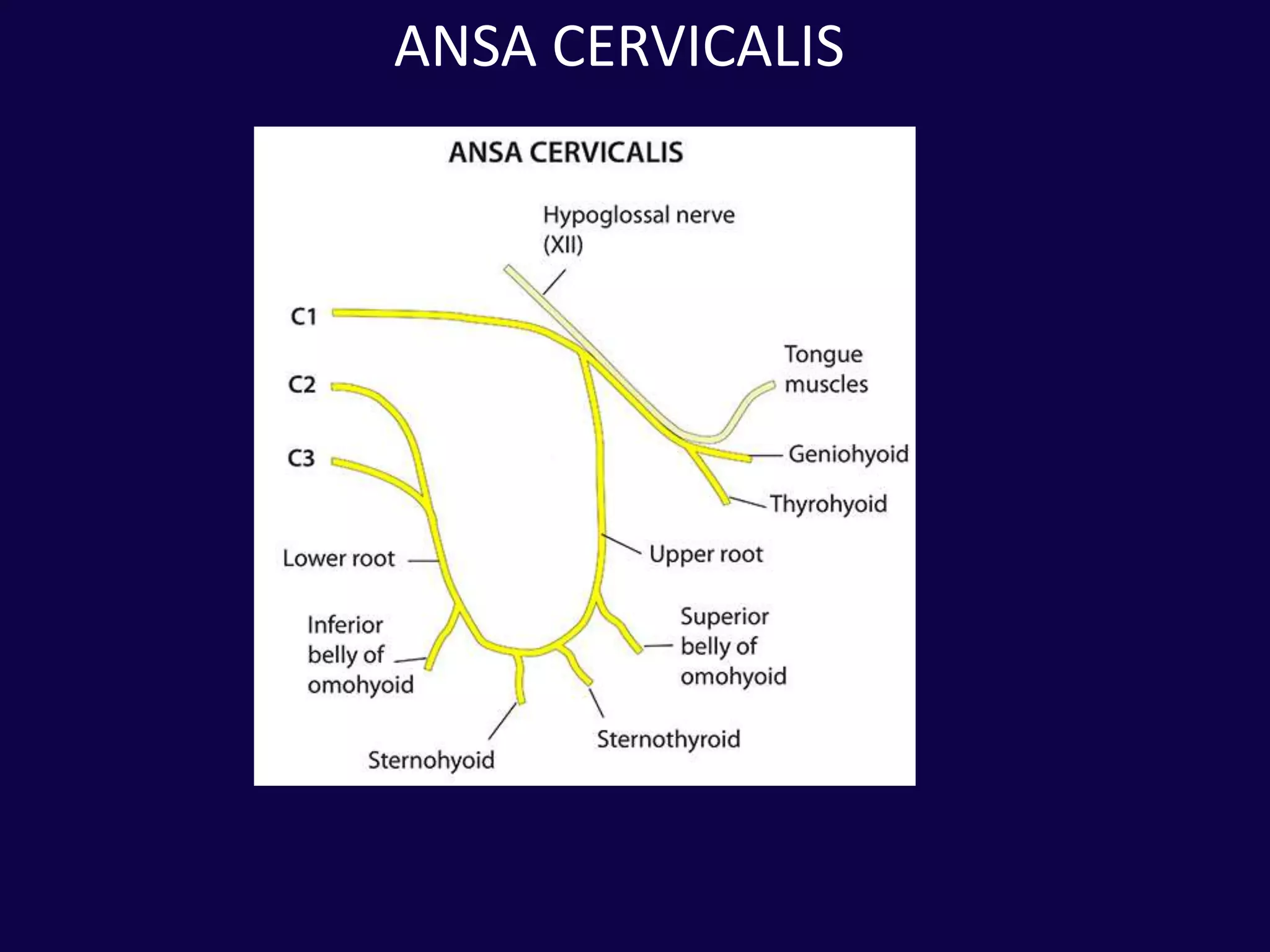 TRIANGLES OF NECK - ALONG WITH DENTAL IMPLICATIONS | PPTX