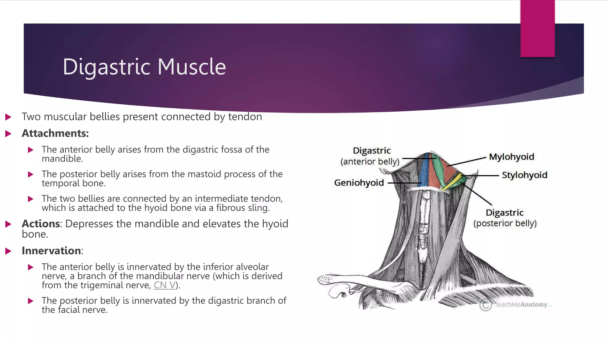 Triangles of Neck.pptx | Thyroid Disorders | Endocrine and Metabolic ...