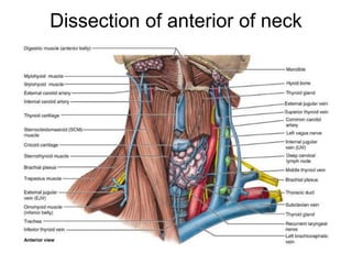 triangles of neck.ppt