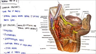 Surgical anatomy of Triangles of neck omfs | PDF