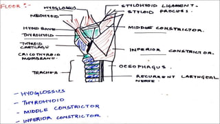 Surgical anatomy of Triangles of neck omfs | PDF
