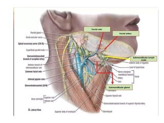 TRIANGLES OF NECK, ent , anatomy, basics.pptx