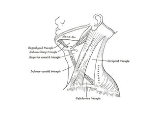 TRIANGLES OF NECK, ent , anatomy, basics.pptx