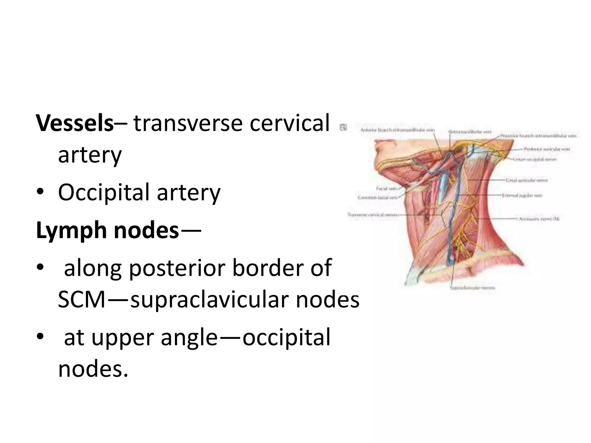 Vessels– transverse cervical
artery
• Occipital artery
Lymph nodes—
• along posterior border of
SCM—supraclavicular nodes
• at upper angle—occipital
nodes.
 