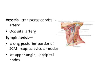 Vessels– transverse cervical
artery
• Occipital artery
Lymph nodes—
• along posterior border of
SCM—supraclavicular nodes
• at upper angle—occipital
nodes.
 