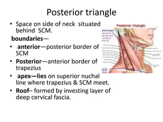 Posterior triangle
• Space on side of neck situated
behind SCM.
boundaries—
• anterior—posterior border of
SCM
• Posterior—anterior border of
trapezius
• apex—lies on superior nuchal
line where trapezius & SCM meet.
• Roof– formed by investing layer of
deep cervical fascia.
 