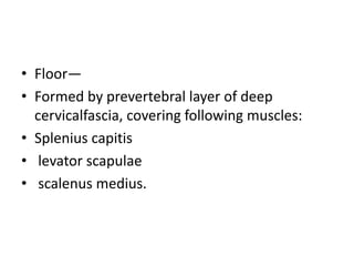 • Floor—
• Formed by prevertebral layer of deep
cervicalfascia, covering following muscles:
• Splenius capitis
• levator scapulae
• scalenus medius.
 